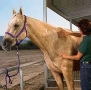Refreshing Your Horse Use Vetrolin Liniment as a body brace after strenuous workouts