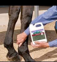 Mix Vetrolin Liniment with warm water and sponge over legs and major muscle groups.