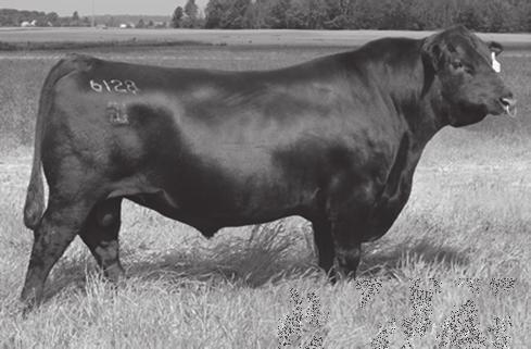 5 I+62 I+105 I+34 Black Gold Primrose 4130 AAA: 18395067 Calved: 10/3/2014 Tattoo: 4130 C R A BEXTOR 872 5205 608 B A R EXT TRAVELER 205 G A R PROPHET CRA LADY JAYE 608 498 S EASY G A R OBJECTIVE