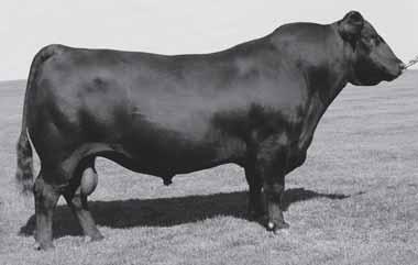 142 143 FALL YEARLING ANGUS SHAW FINAL PRODUCT 21186 08/31/12 REG # 17545605 TATTOO: 21186 SHAW LADY NEW DAY 5048 LCAR QUEENS BANDWAGON 5048 SHAW FINAL PRODUCT 21120 08/24/12 REG # 17545854 TATTOO: