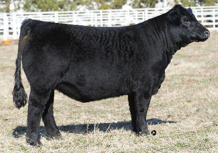 Lot 18 has an actual weaning weight on August 11, 2018 of 602 lbs. Lot 19 has an actual weaning weight on August 11, 2018 of 586 lbs.