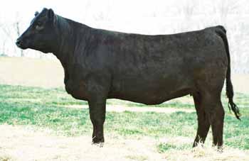 that sold in the 2006 sale to Horseshoe Hollow. This All Star female is stout made, with a big hipped exhibiting length of body, rib, and a overall complete design.