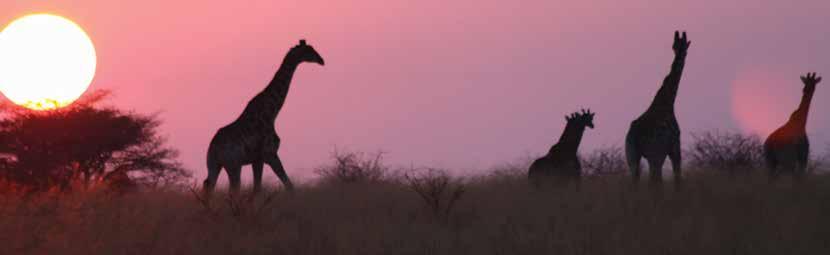 Get Outdoors Escape to the bushveld With its African charm and abundance of wildlife, Thithombo Game Farm is the ideal family bushveld breakaway.