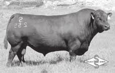Reference Sire Reference Sire S CHISUM 6175# S GLORIA 464# AAR REALLY WINDY 1205 Bull 12448729# birth date: 2/26/95 tattoo: 1205 WINDY RIDGE COMMODORE# A A R FERNS PRIDE 1170# WARDS COMMODORE 7539
