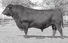 Milk Marb REA +14-0.3 +40 +76 +21 +.07 -.17 Really Windy is a proven sire we continue to use for his consistent calving ease on heifers.