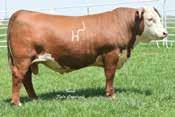 J J8 DOMINO T67 JA L1 DOMINO 1422L 4V LS 87 B PAGE N84 1.1 48 77 27 50 0.028 0.13 0.18 68 655 Polled. This bull has power from end to end.