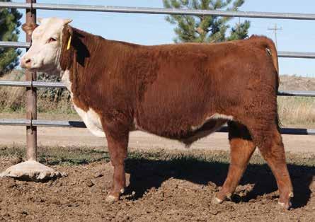 {SOD}{DLF,HYF,IEF} MS 4V XV LG DOM 2033 2.9 52 85 27 53 0.010 0.40 0.25 A herd bull prospect for the seedstock producer or commercial cattleman.