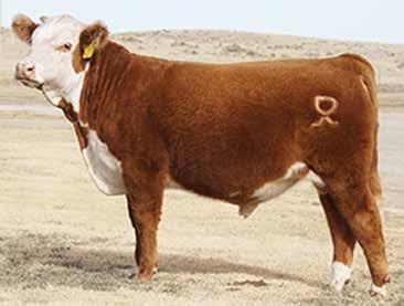 7 51 92 25 50-0.004 0.83 0.06 High seller at Copeland Herefords Production Sale. 82 726 1,198 0.12 12.29 2.34 REFERENCE SIRES Ref. E Sire P43478897 Calved: Feb.