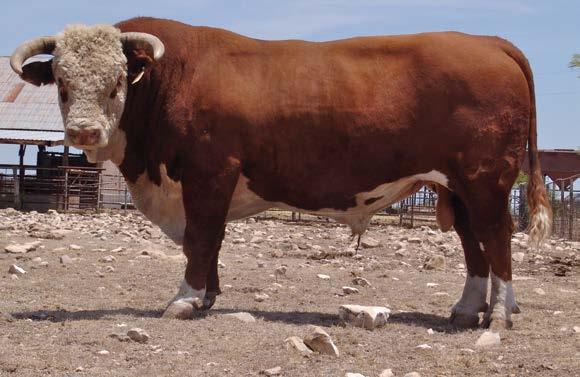 CASE RANCH herd sires UPS NEON 6198. Several of the bulls consigned to the STHA fall sale are out of this bull.