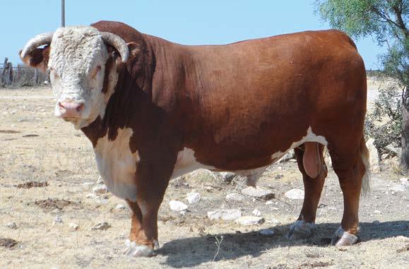His offspring have been very popular at previous sales. SR SAGA 320X. From the Stuber Hereford Ranch in North Dakota.