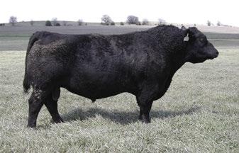 ANGUS BULLS 46 S A V Regard 4863 - Reference Sire S A V Resource 1441 S A V Regard 4863 JR Regard 66D 18805641 B 3/18/16 Tattoo: 66D #S A V Blackcap May 5530 #Connealy Contrast JR Mary LU 510T JR