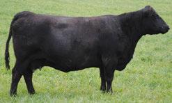 Pathfinder dam that looks half her age. Sackmann Molly 710 Donor for Sackmann Cattle 85 678 976 1 2.9 43 80 36-17 46 0.37-0.02 79 Pasture exposed to Vision Unanimous 4415 5/22 to 7/20.