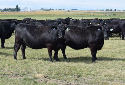 Due date 4/25/18 OCC Unmistakable 946U - Reference Sire Sackmann ForeFront 418 - Full Brother to Lot 107 106 #Hyline Eileenmere 236 Hyline Eileenmere 704 Sackmann Wendy 554 18158882 C 9/23/14 Tattoo: