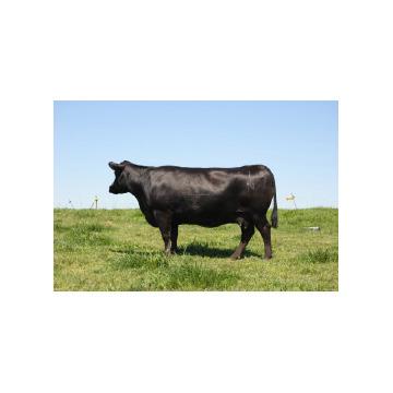 ANGUS BRED COWS O C C Dixie Erica 871N - Reference Dam Sackmann Dixie Erica 528 108 #Connealy Forefront Mytty ForeFront 77P Sackmann Dixie Erica 528 18158864 C 9/13/14 Tattoo: 528 Six Belles Forever