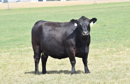 116 ANGUS BRED COWS & FALL PAIRS Pine Coulee Miss Nellie C122 18148501 C 1/24/15 Tattoo: C122 Sinclair Entrepreneur 8R101 Mc Cumber Rito Rolette 1108 B Pride 636 of Mc Cumber #Connealy Impression M&W