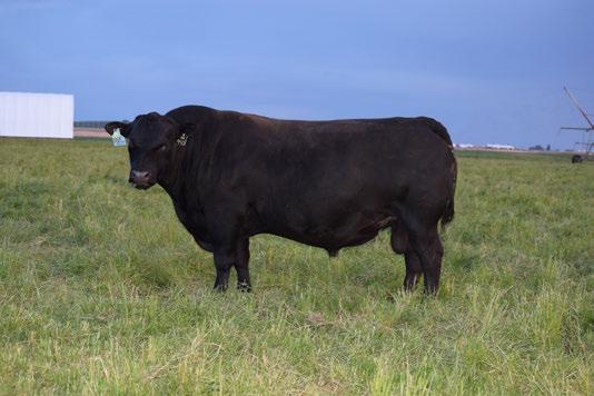 ANGUS BULLS Vision Unanimous 4415 was purchased by JR Ranch and Sackmann Cattle in the 2015 Vision Angus Bull Sale. We have been very happy with his fleshing ability, foot quality and disposition.