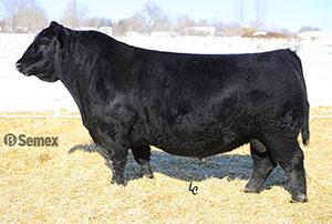 25 Vision Unanimous 4415 - Reference Sire Vision Unanimous 1418 Vision Unanimous 4415 #ALC Burgess R16S JR Visionary 268D Meadow Acres Emblazon 780 JR Winsome Lady 127Z 18686646 B 5/1/16 Tattoo: 268D
