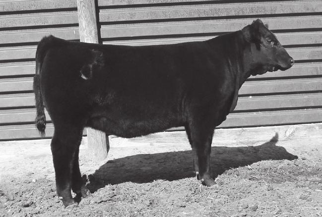 This heifer is designed to pack on the weaning pounds & keep the growth wound up for performance, with plenty of carcass for CAB. Act. BW 70 lbs. Act WW on 10/1 664 lbs.