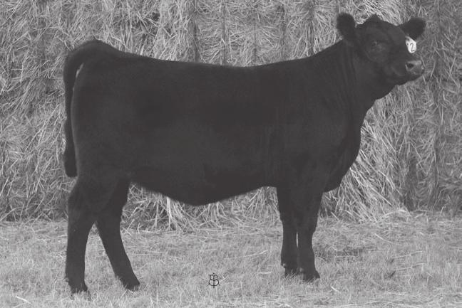 18 28 Lot 43 Mills Miss Playbook 812 Consigned By: Mills Cattle Company, LLC Lot 44 Obsidian Miss Complete 603 Consigned By: Obsidian Angus Ref.