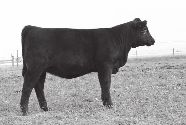 812 s maternal granddam, H L Bty 3BZ2 9SV2, was our selection in the 2014 Wyoming Angus Female Sale from Hancock Livestock. 812 has been i50k tested.