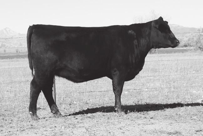 reliability. You will find a long list of females in this catalog that are bred to contribute positively in all aspects of the efficient production of high-quality beef.