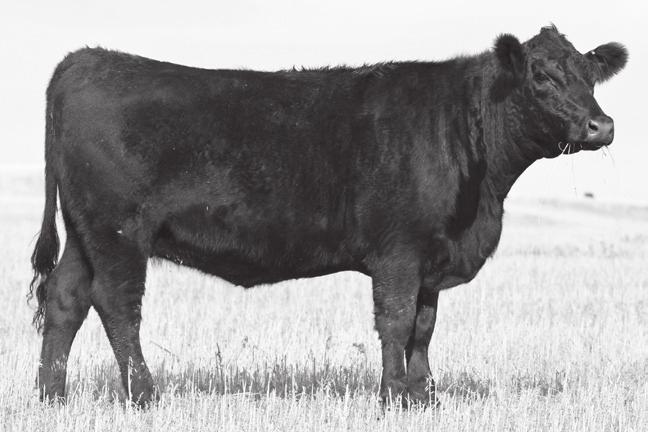Lot 4 RL Tour of Duty Hilda 703 Consigned By: Rock Lake Land & Cattle Ref. Sire V D A R Wind Break 7062 Consigned By: Oedekoven Angus Ref.
