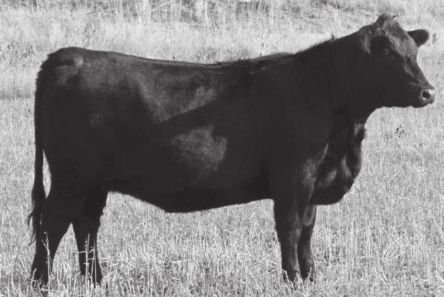 Ref. Sire KM Broken Bow 002 Consigned By: Oedekoven Angus 10 Oar MS Everelda Entense E13 calved 2/15/17 AAA 18759252 Bred Heifer Tattoo E13 C F Right Direction 1802# Summitcrest Complete 1P55#