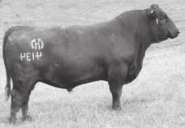 Service Sire Werner Flat top 4136 Consigned By: ZumBrunnen Angus 11 Lisco Bardella 723 14 Lisco Bardella 741 Lot 11 Lisco Bardella 723 calved 2/18/17 AAA 19208181 Bred Heifer Frz Bnd 723 calved