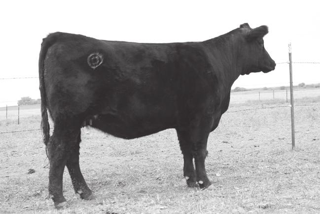 Sire Bartels Columbus 310 Consigned By: Nickel Cattle Compnay Service Sire Sitz Response 405C Consigned By: Wilkes 6-D Angus Lot 18 ZA Foundation B7134 Consigned By: ZumBrunnen Angus KR Joe Canada