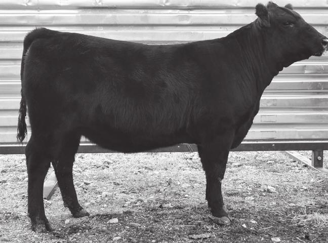 79 +19.92 +160.53 Who is eligible? Any member of the Wyoming Junior Angus Association, 4-H or FFA who purchases an open heifer calf at the Wyoming Angus Association Select Female Sale.