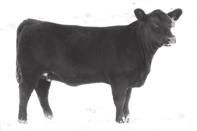 She maintains plenty of volume, stoutness and structural integrity with a balanced look. She will make a great cow when you are done showing her.