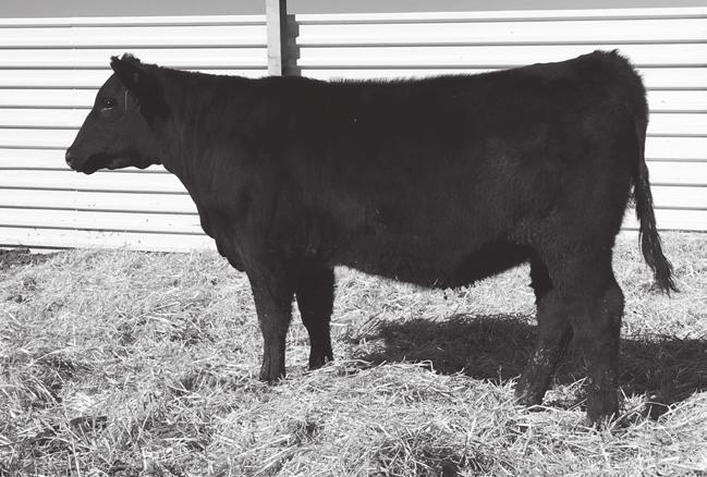 This heifer is attractive and extremely docile. She would make an outstanding show heifer for a beginning showman.