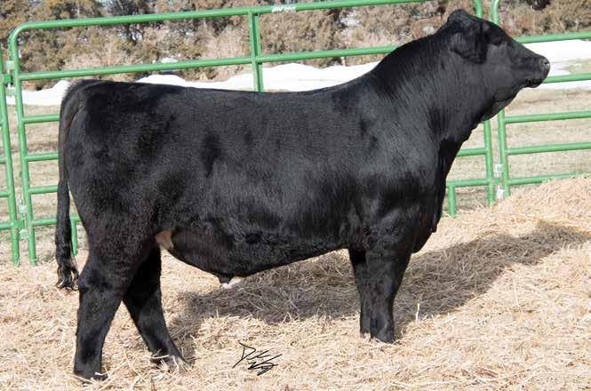 He has extra length of body and a ton of rib shape. This big fall bull is ready to work. BREEDER: Naber Farms Ruth/Nabe Uno Mas E88 22 Black Dbl. Polled Purebred ASA#351421 BD: -22-1 Tattoo: E88 Adj.
