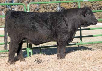He has a massive hip, a big top, and incredible rib shape. A little older bull that will be a good fit to anyone s program. M 1.0 0 98.18 4 20 55 1.8 20.8 -.48.2 -..6 9 6 Ruth Mr. F82 23 Black Dbl.
