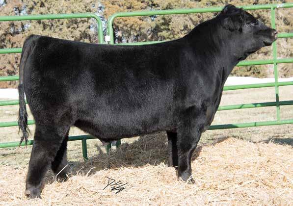 This Cowboy Cut son could be the best bull we have ever offered. F460 is huge hipped, huge middled, and extremely sound on the move.
