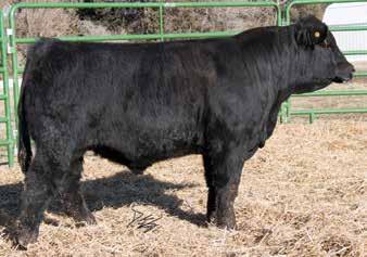 W/C Lock Down 206Z, Sire This bull should find his way to the top of many cattlemens lists. He goes back to our 4 Angus donor who is now deceased.