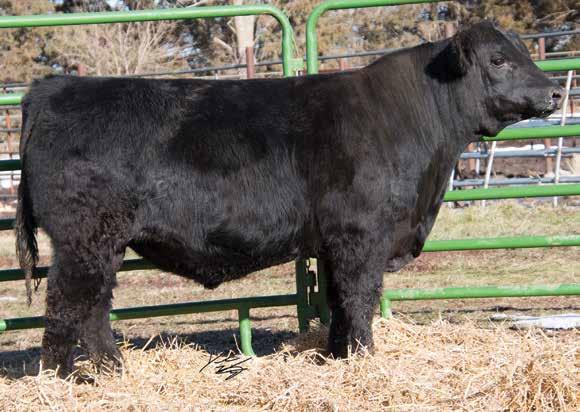With his head shape, smooth shoulder, and an Adj. of 6, he would be ideal for calving ease. Not only did he come small but he weaned of with an Adj of 51.