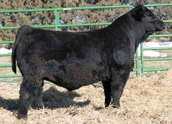 She has proven that no matter what the mating, she can raise a great one. For the past five years, she has had sale toppers in the bull, open and bred heifer divisions.