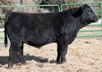 Whether you are aiming to raise seedstock, keep replacements or put pounds on cattle, these bulls can get it done.