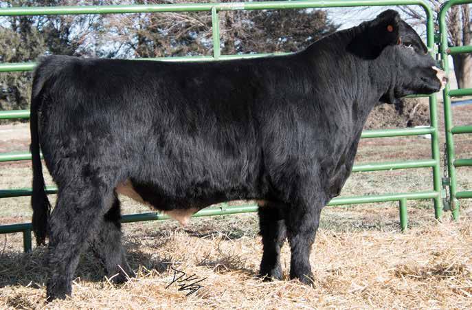great cow family. You have to appreciate this bull especially when he profiles. Very complete, very well balanced. His grandam has been putting bulls on the sale for years.