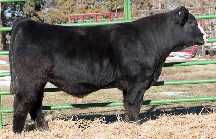 If you were looking to keep heifers back, I think this guy would be a great candidate for raising blazed faced females. With his outcross pedigree, it gives you a lot of breeding options. M.3 65 96.
