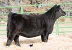 : 694 WLE Uno Mas X549 CNS Dream On L186 Shawnee Miss 0P SS U-Nights Misti M06M HC Power Drive 88H ES XS U-Night EE96 805F is super smooth shoulder, long made bull.