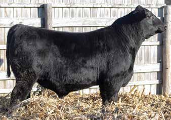WR Journey-1X4, Sire S A V Blackcap May 4558, Dam S A V Blackcap May 46, Grandam 53 All three of these bulls are especially long, stylish and clean fronted.