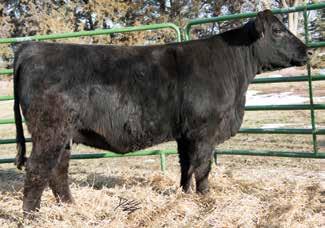 W/C Lock Down 206Z, AI Sire This is one stout, huge bellied, harry beast. Ones like this are hard to sell, but we want to offer our best and this is one of my favorites.