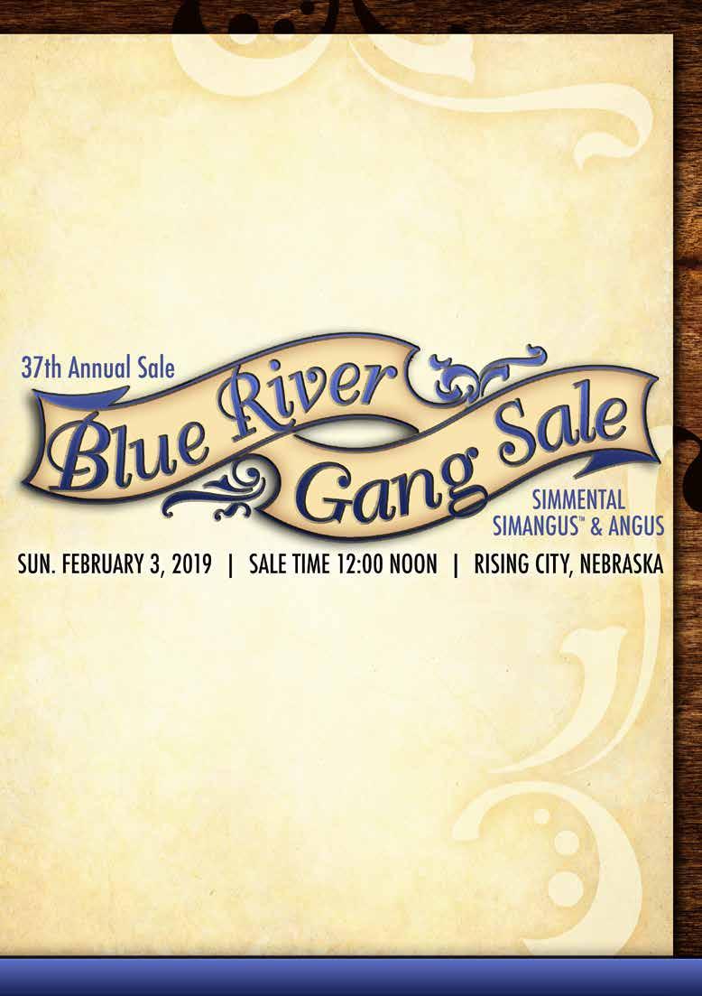 Sale Schedule Saturday, February 2nd: Cattle on display :00 Noon-5:00 pm Sunday, February 3rd: 3th Annual Blue River Gang Production Sale :00 Noon Please Join Us! Lunch will be served at :00 am.