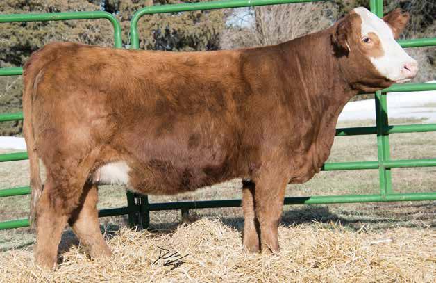 This one s picture doesn t lie, she is good! She ll sell with a Blaze of Glory calf at side and I would expect it to be a great one. FF Ms. Prime Beef E1584 62 Red Baldy Dbl.