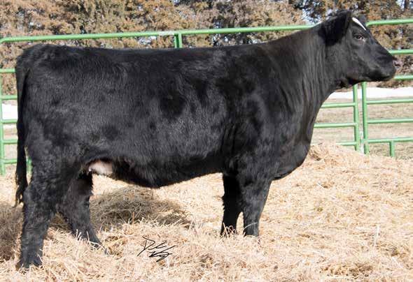 9 4 1.23 10 23 60 18 9.1 Carcass: 2.95 -.39. -.0.91 14 80 Pasture Sire: RBCK Slider 15-9C from 5-15 to -20-18 M.2 1 1.25 22 5 16.2 33.8 -.44 -.0 -.080 1.