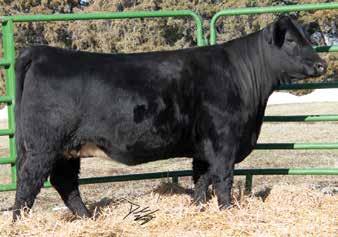 This One Eyed Jack baldy daughter is loaded with style, power, and bone. She is smooth shouldered with excellent rib shape and extremely sound at the ground.