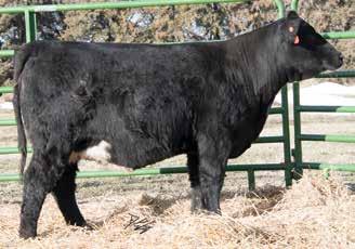 E3 is another bred out of The Judge and goes back to one of our top producing commercial Angus cows. This gal offers a great hind quarter and has plenty of middle.