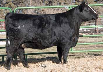 5 Half Sisters Sired by SS Movin Forward Here are five big black baldy half sisters that are smooth made, good fronted, and easy moving bred heifers. They will make a great addition to any herd.